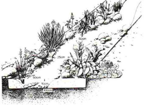 Der Bach im Garten Seerosen Bollerhey